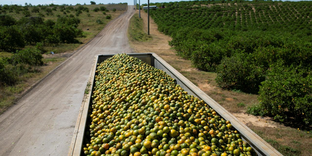 Orange-Juice Prices Climb After Forecasts for the Smallest Crop Since 1945 – The Wall Street Journal
